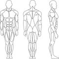 Human body, muscular system, human anatomy, front view, back view, side view. Outline black. Royalty Free Stock Photo