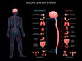 Human Nervous System Background