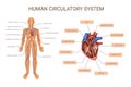 Human Body Organ Systems Colored Infographic Royalty Free Stock Photo