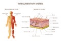 Human Body Organ Systems Composition Royalty Free Stock Photo