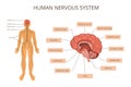 Human Body Organ Systems Infographic Royalty Free Stock Photo