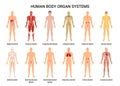 Human Body Organ Systems Poster