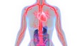Human Body Organs Circulatory System with Heart Anatomy Royalty Free Stock Photo