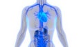 Human Body Organs Circulatory System with Heart Anatomy Royalty Free Stock Photo