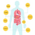 Human body and organs with description in vector image Royalty Free Stock Photo