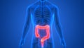 Human Body Organs Digestive system Large Intestine Anatomy Royalty Free Stock Photo