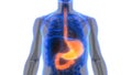 Human Body Organs Digestive system Stomach Anatomy Royalty Free Stock Photo