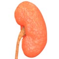 Human Body Organs (Kidney)