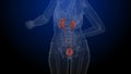 Human body organs kidneys with urinary bladder 3D