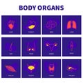 Human body organs contemporary line icon set