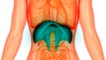 Human Body Organs Respiratory System Diaphragm Anatomy
