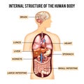 Human body and organs systems. Vector infographic Royalty Free Stock Photo