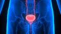 Human Body Organs Urinary System Bladder Anatomy
