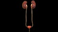 Human Body Organs Urinary System Kidneys Anatomy
