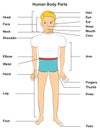 Human body parts basic education for preschool Royalty Free Stock Photo