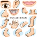 Human body parts - Vector Illustration Royalty Free Stock Photo
