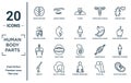 human.body.parts linear icon set. includes thin line brain upper view, digestive system, hip bone, kneecap, fetus in an uterus,