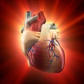 Real Heart Shinning in Light - Human Anatomy model Royalty Free Stock Photo