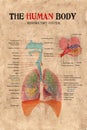 Human body respiratory system