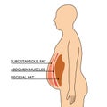 The human body show section of subcutaneous fat, abdomen muscles, and visceral fat, illustration on white background