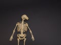 Human body skeleton on dark black background