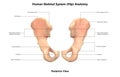 Human Body Skeleton System Hip posterior View Anatomy