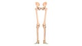 Human Body Skeleton System Lower Limbs Bone Joints Anatomy