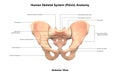 Human Body Skeleton System Pelvis Anterior View Anatomy Royalty Free Stock Photo