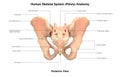 Human Body Skeleton System Pelvis Posterior View Anatomy Royalty Free Stock Photo