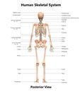 Human Body Skeleton System posterior View Anatomy Royalty Free Stock Photo