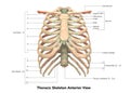 Human Body Skeleton System Thoracic Skeleton anterior View Anatomy Royalty Free Stock Photo