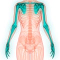 Human Body Skeleton System Upper Limbs Bone Joints Anatomy