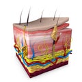Human body skin section, anatomy, 3d section of human skin
