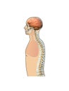 The Human Body - Spine, brain, Side View. combination of 3d and photo Royalty Free Stock Photo