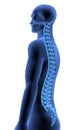 The Human Body - Spine side view II Royalty Free Stock Photo