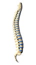 Spine Vertebrae - Lateral view / Side view Royalty Free Stock Photo