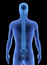The Human Body - Spine Royalty Free Stock Photo