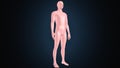 3d illustration of a human body shape anatomy. Royalty Free Stock Photo