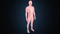 3d illustration of a human body shape anatomy. Royalty Free Stock Photo