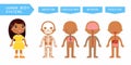 Human body systems educational kids banner flat vector template.