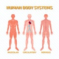 Human Body Systems Royalty Free Stock Photo