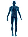Human Body Transparent Royalty Free Stock Photo