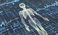 Human body wireframe skeleton with heart rhythm on diagnostic background for medical visualization and research Royalty Free Stock Photo