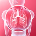 Human body x-ray view of lungs and trachea, lung infection. Pneumonia. Covid-19. Coronavirus Royalty Free Stock Photo