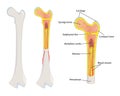 Human bone anatomy, Royalty Free Stock Photo