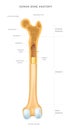 Human bone anatomy