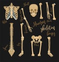 Human bones image