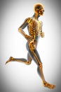 Human bones radiography scan image Royalty Free Stock Photo