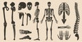 Human bones skeleton anatomy silhouette collection set. High quality detailed set