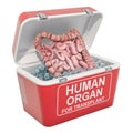 Human bowel inside portable fridge for transporting donor organs, 3D rendering